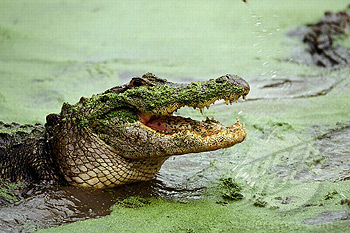 Alligator (Alligator mississipiensis). Open mouth. Florida. USA